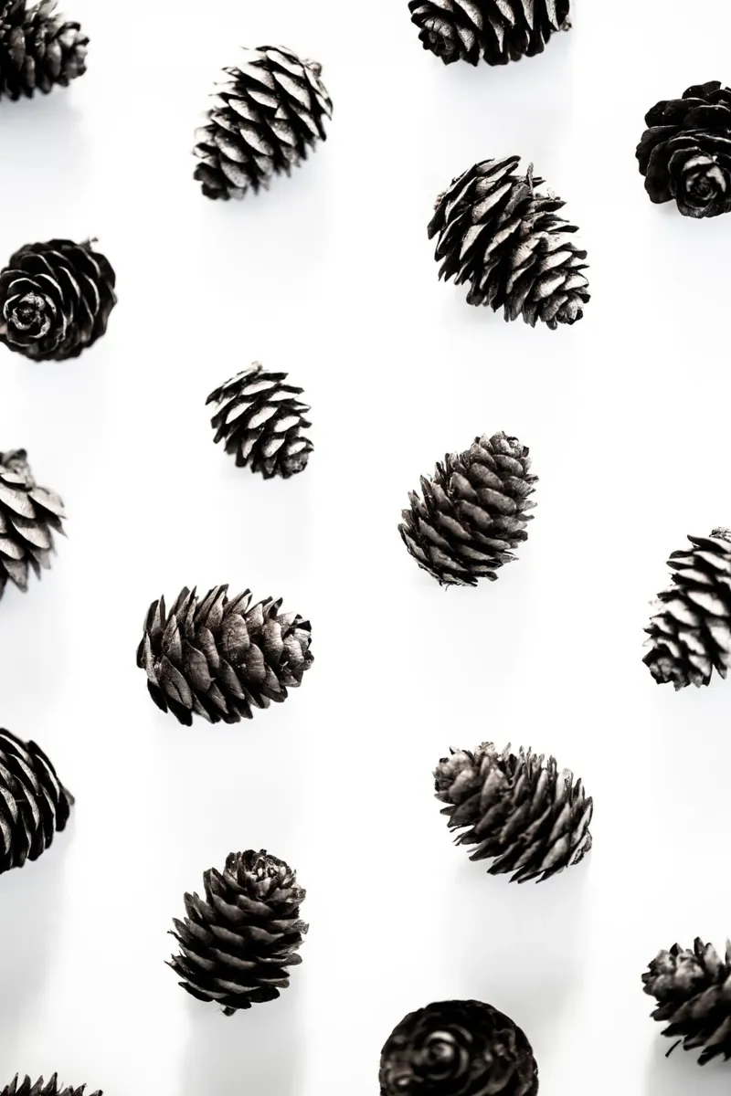 Pine Cones 2 carta hahnemühle da Mareike Böhmer Photography