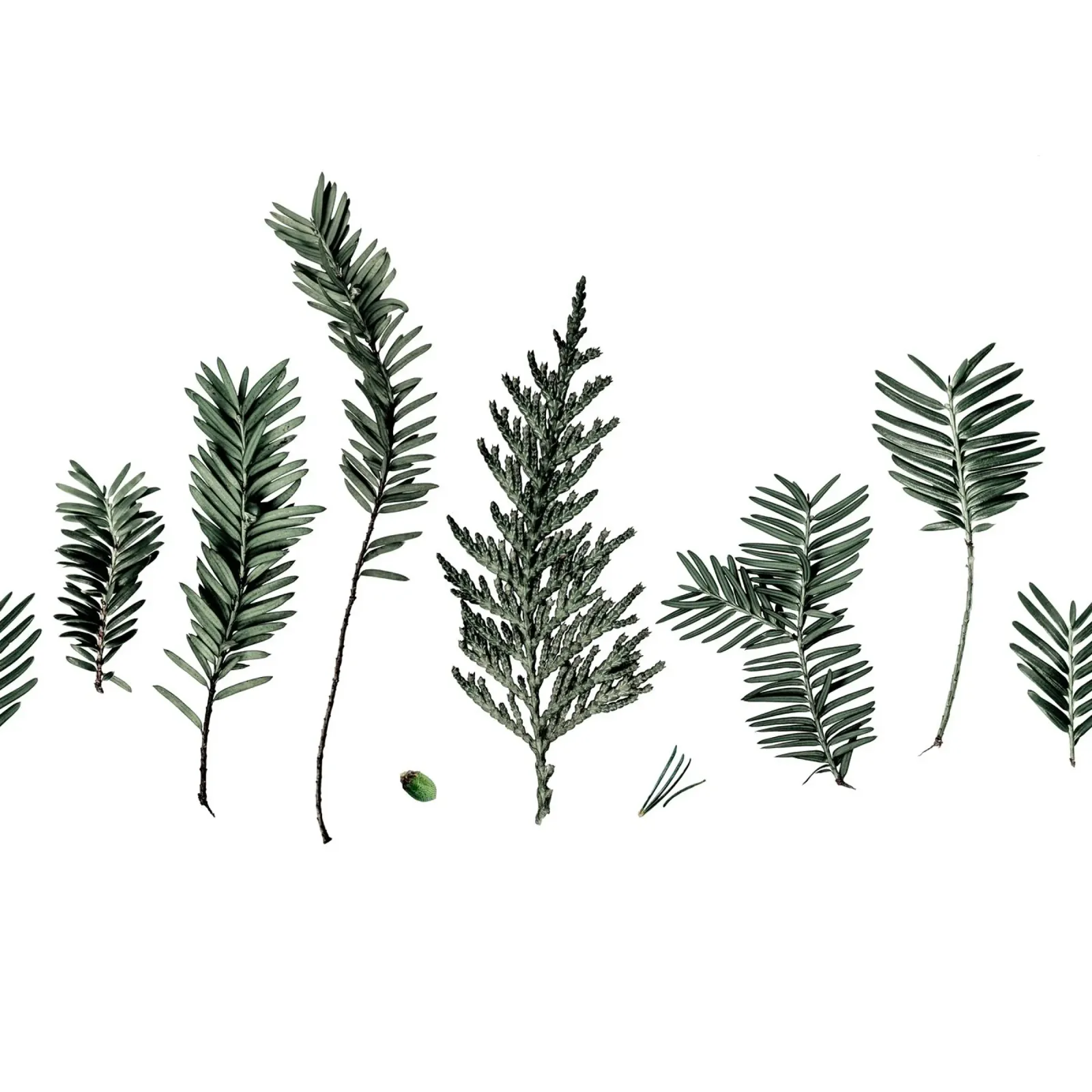 Small Fir Branches alluminio dibond da Mareike Böhmer Photography