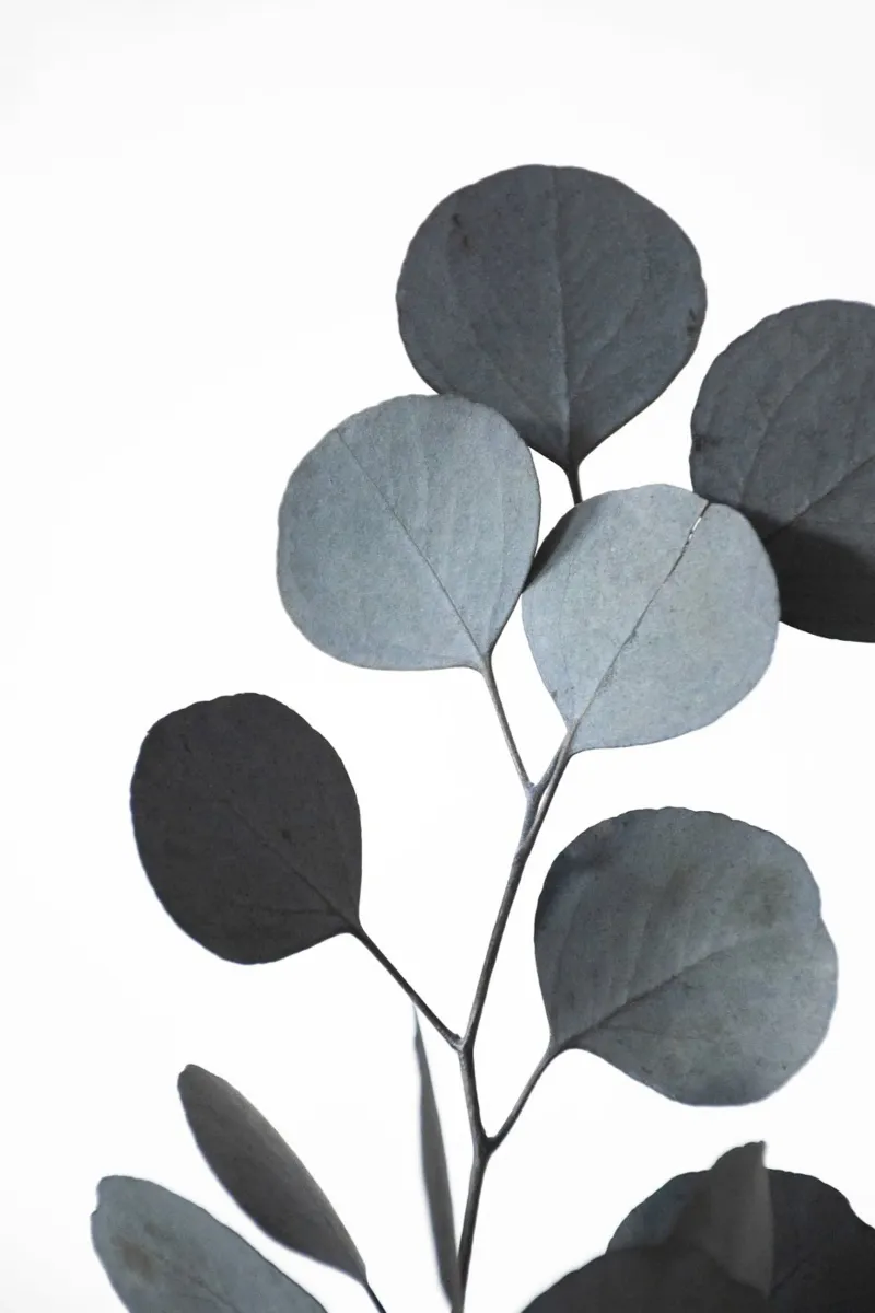 blue green hues dried eucalyptus branches 2 of 3 pellicola backlit da Studio Nahili