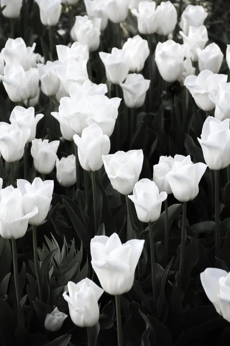 tulipano bianco paradiso di primavera pellicola backlit da Studio Nahili