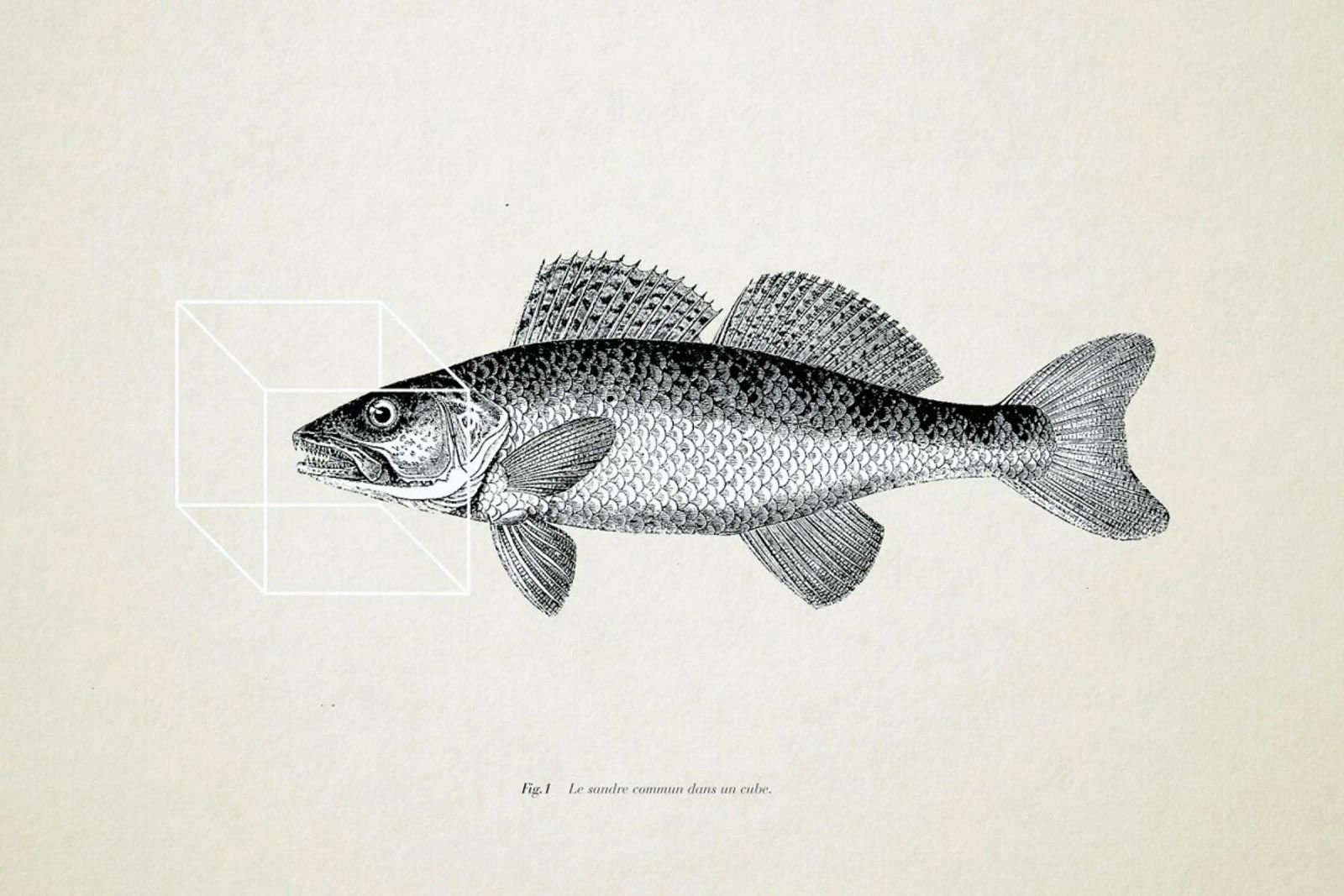 Fish#1 Poster von Matteo Morelli