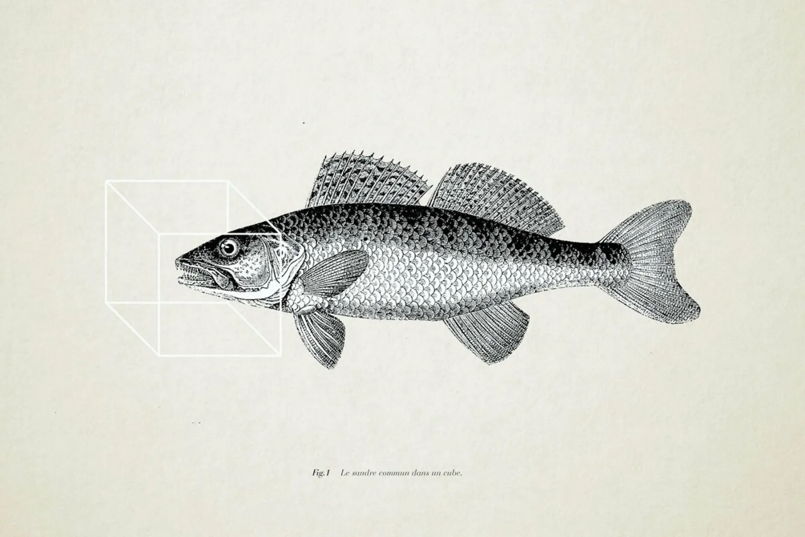Fish#1 pellicola backlit da Matteo Morelli
