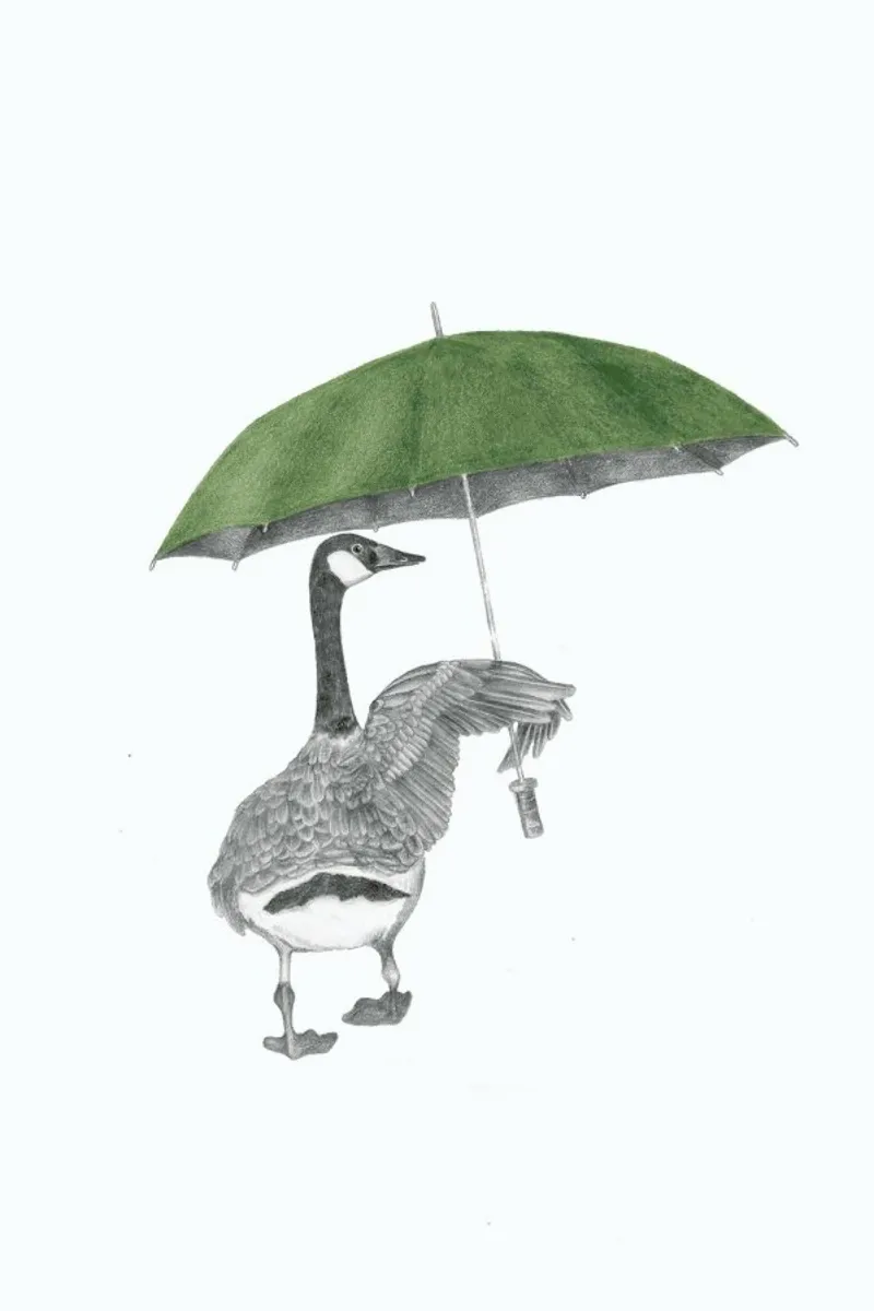 George August Canada Goose poster by Le Canot Rouge