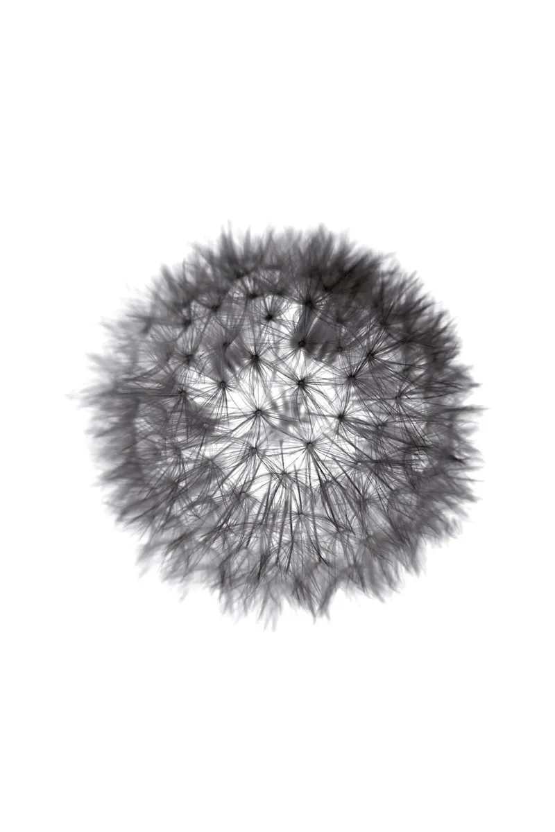 grey GRAFIC dandelion carta hahnemühle da Studio Nahili