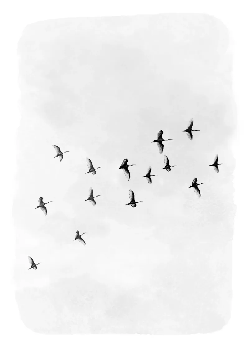 Flock of Birds carta hahnemühle da Nadjaa