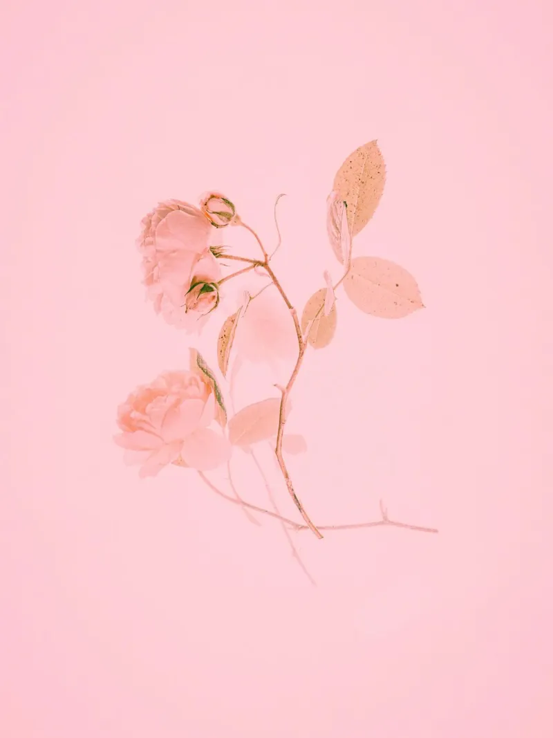 botal branch carta hahnemühle da feny