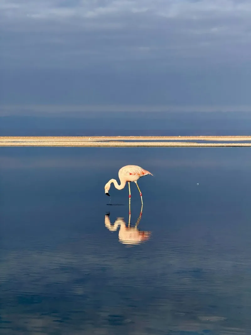 animal reflection pellicola backlit da feny
