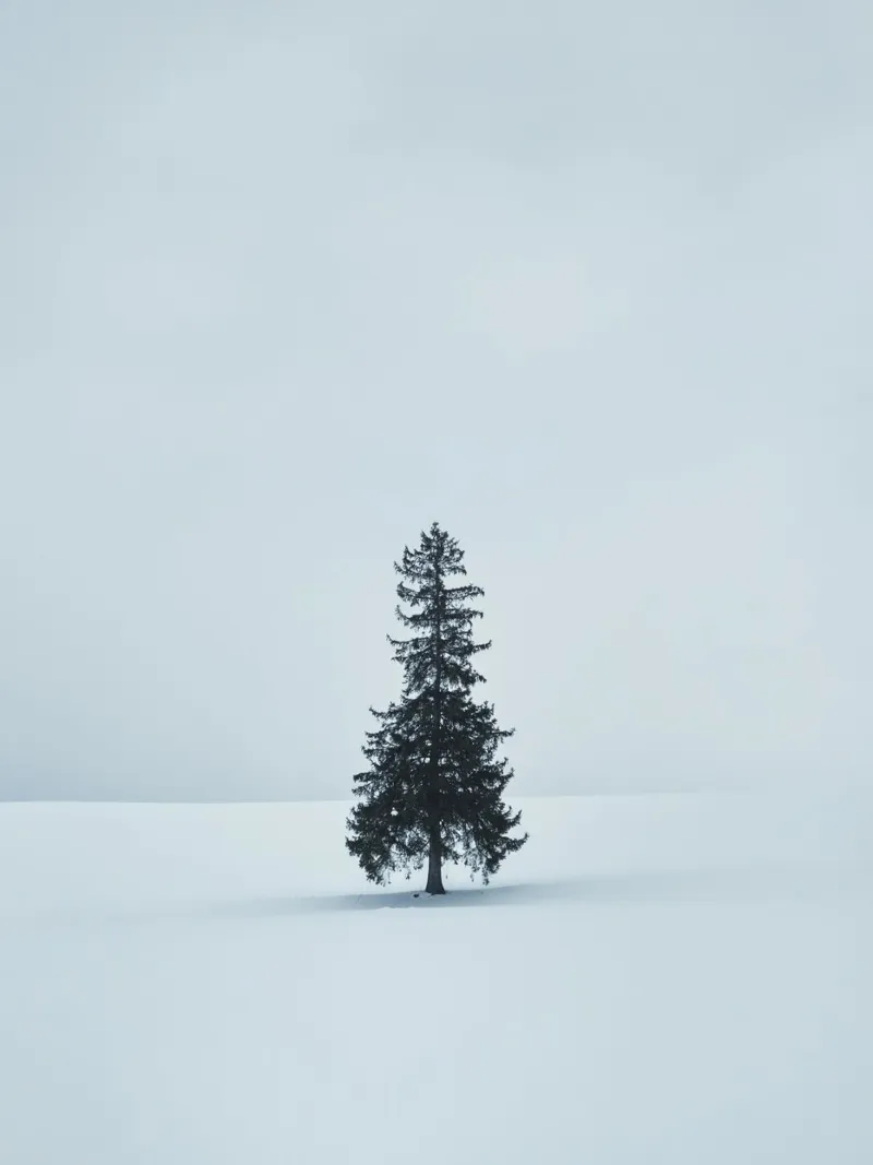 pine tree on snow pellicola backlit da feny