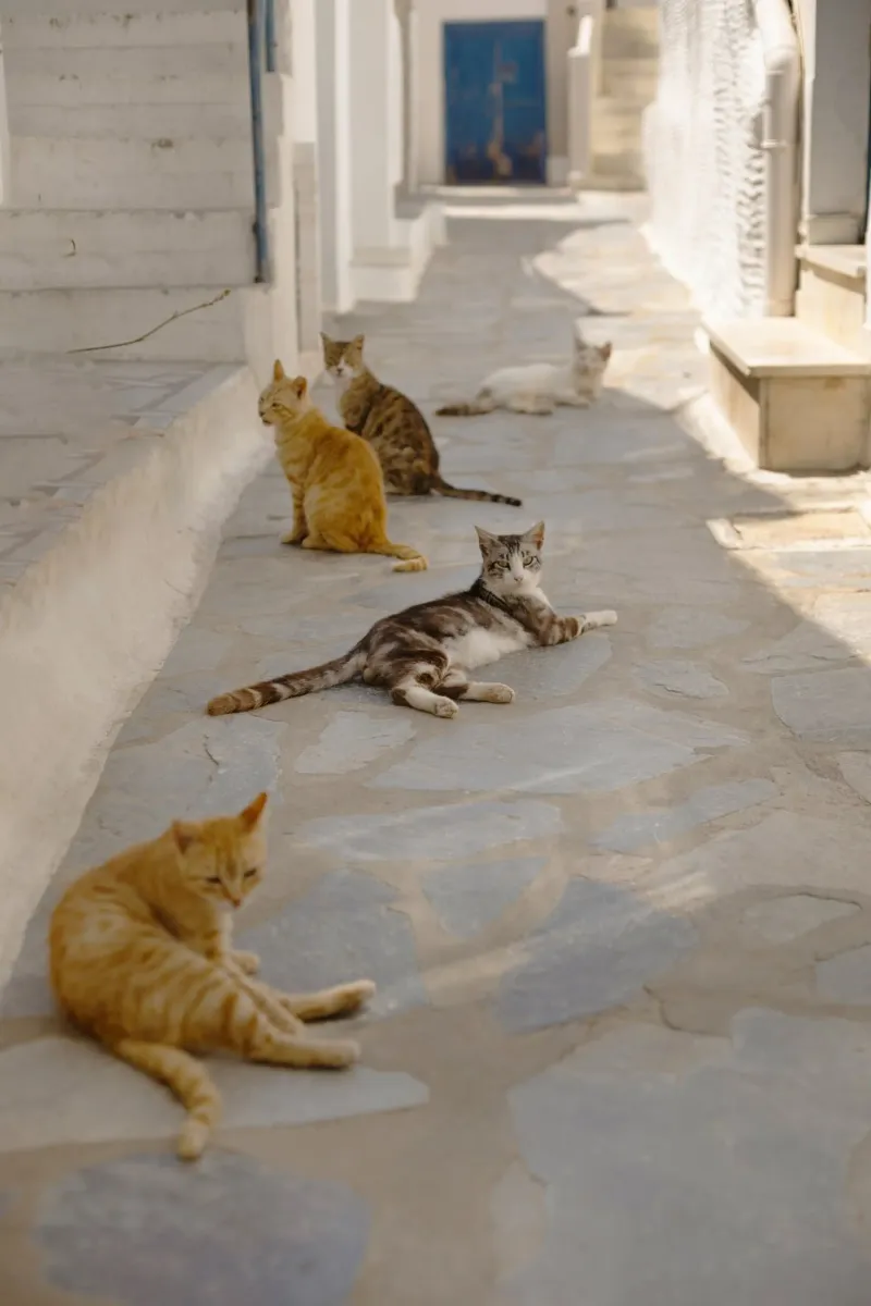 Gatti in Grecia pellicola backlit da Simon Koy