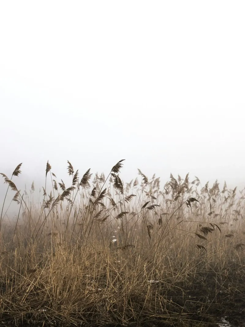 tall grass in cloud carta hahnemühle da marty