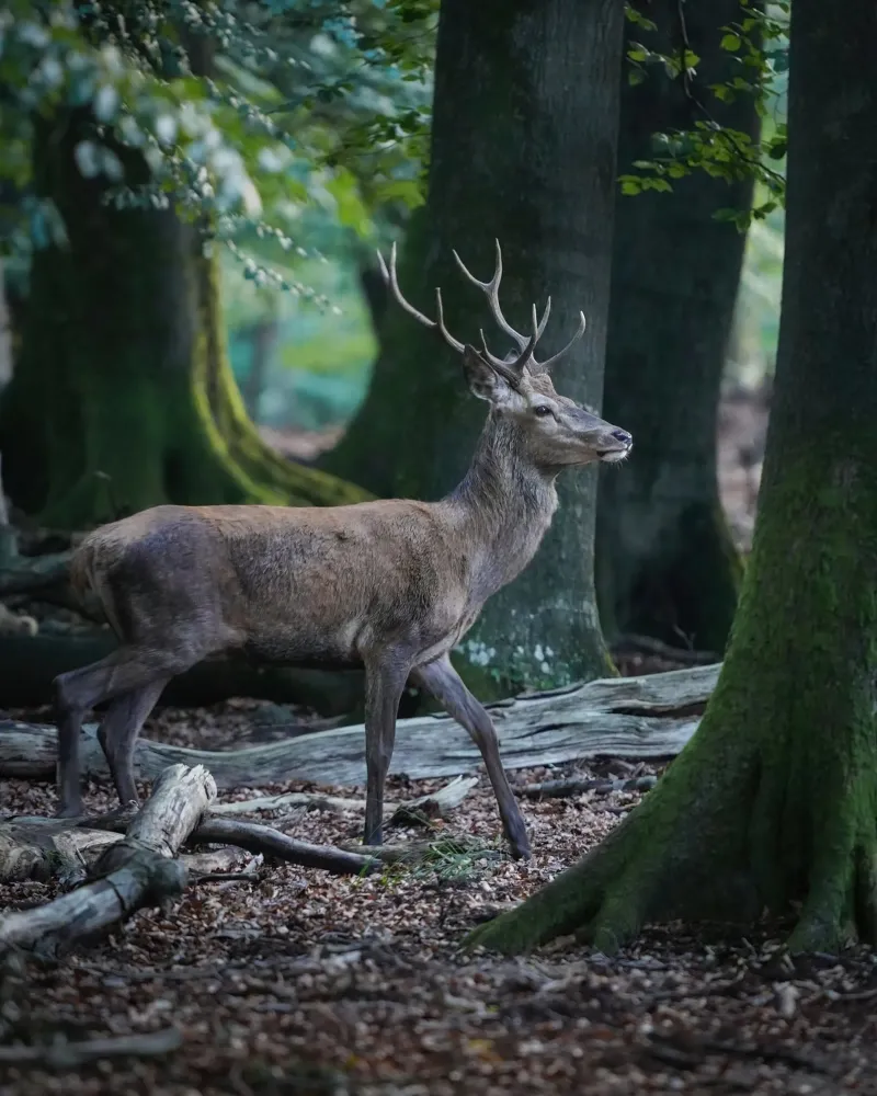 Cervo rosso nella foresta pellicola backlit da Tom's Wildlife