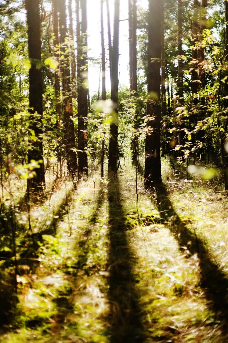 Alberi a Brandeburg pellicola backlit da Simon Koy