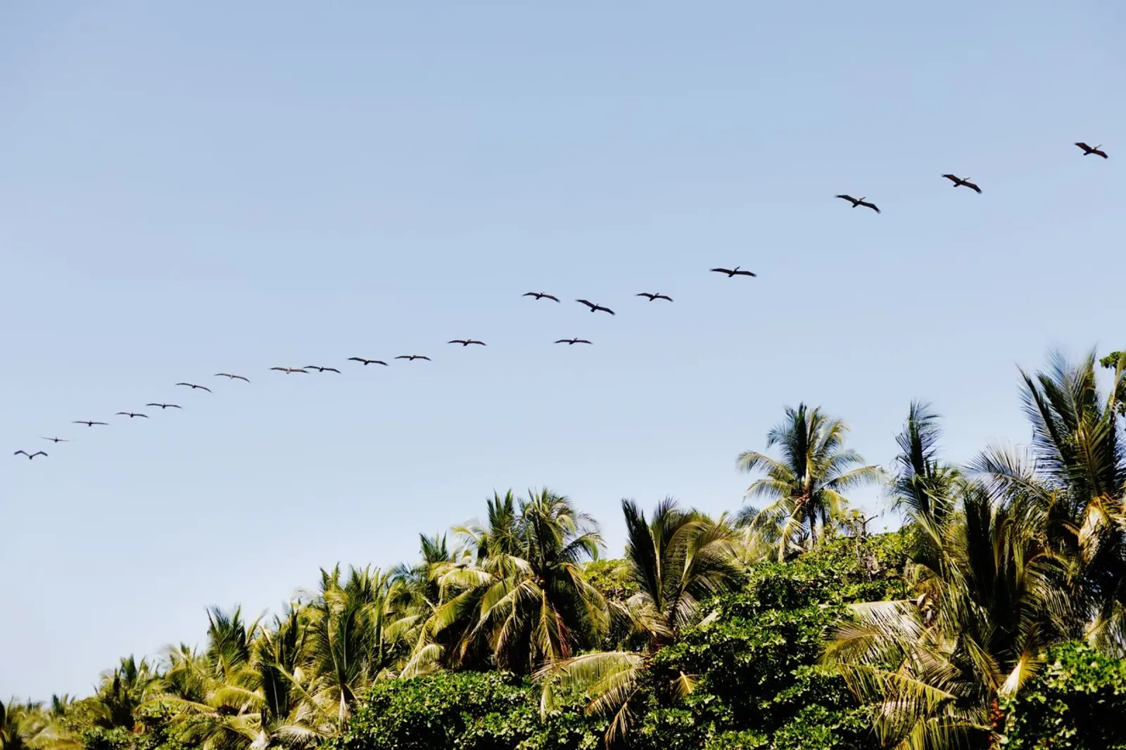 Uccelli in Costa Rica alluminio dibond da fotokunst