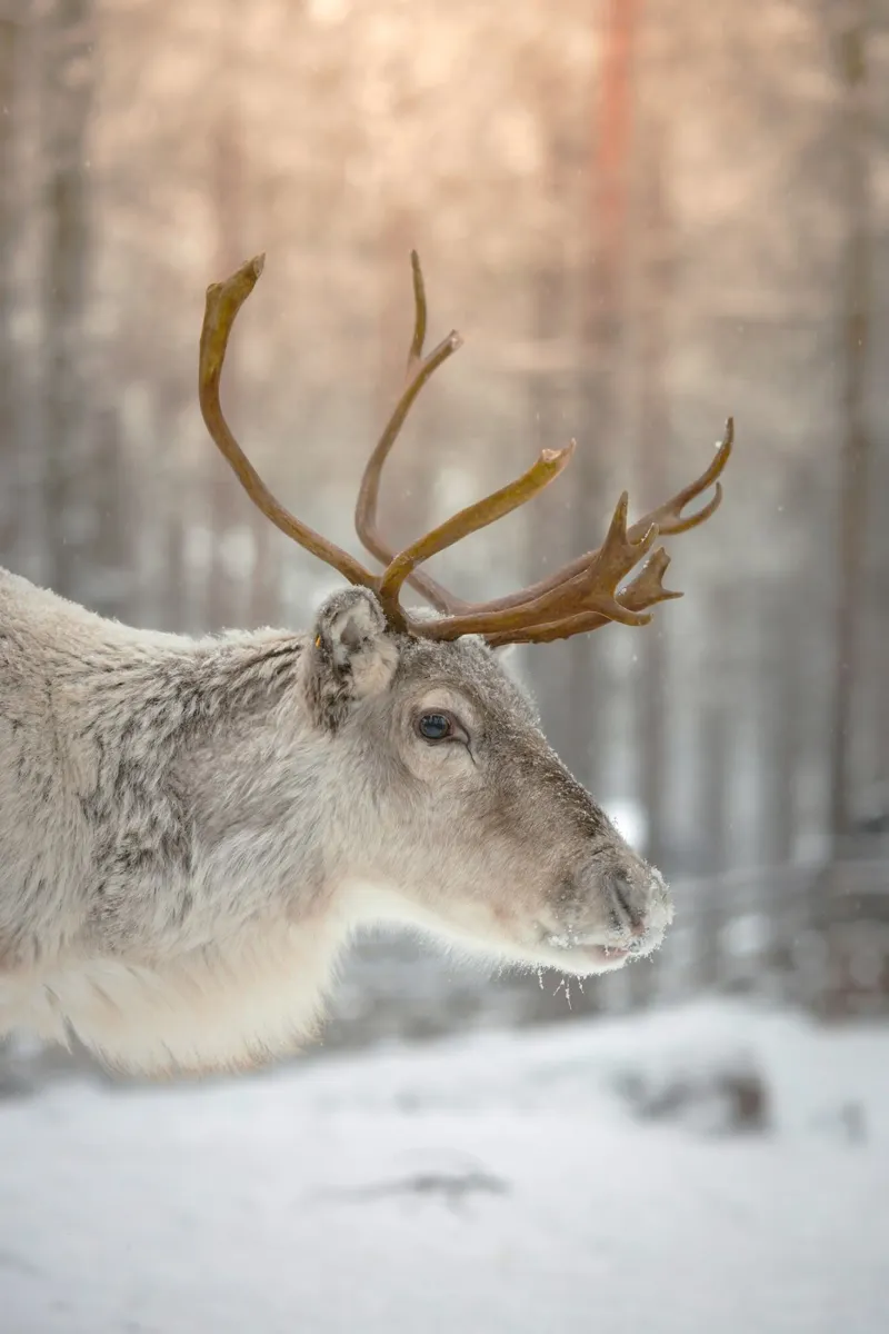 snow deer pellicola backlit da Monel