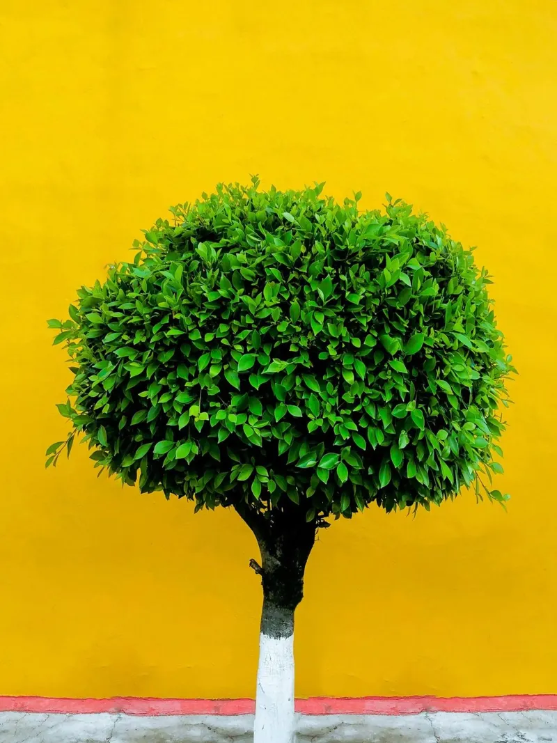 single tree in yellow shade pellicola backlit da Monel