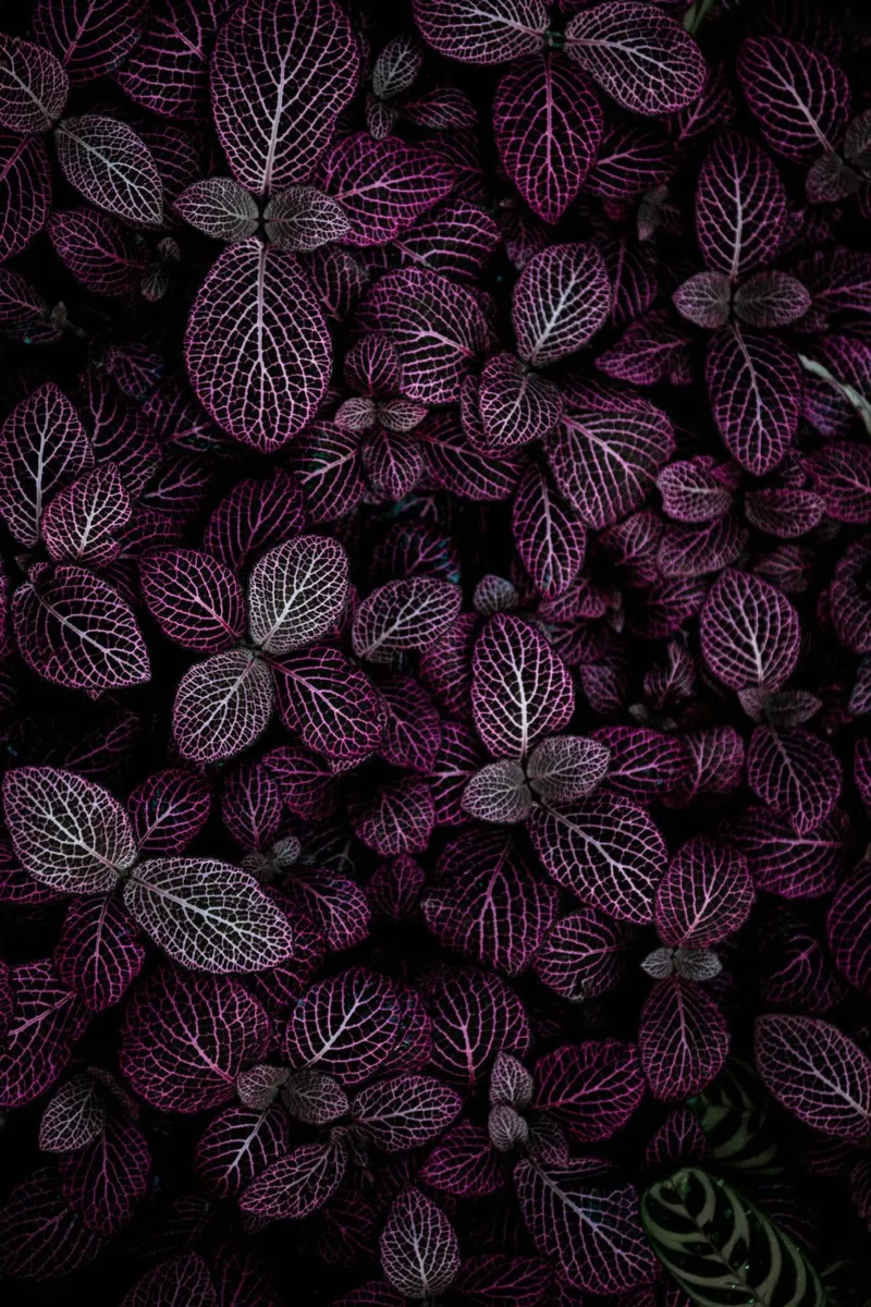 purple leaf in shadow pellicola backlit da Monel