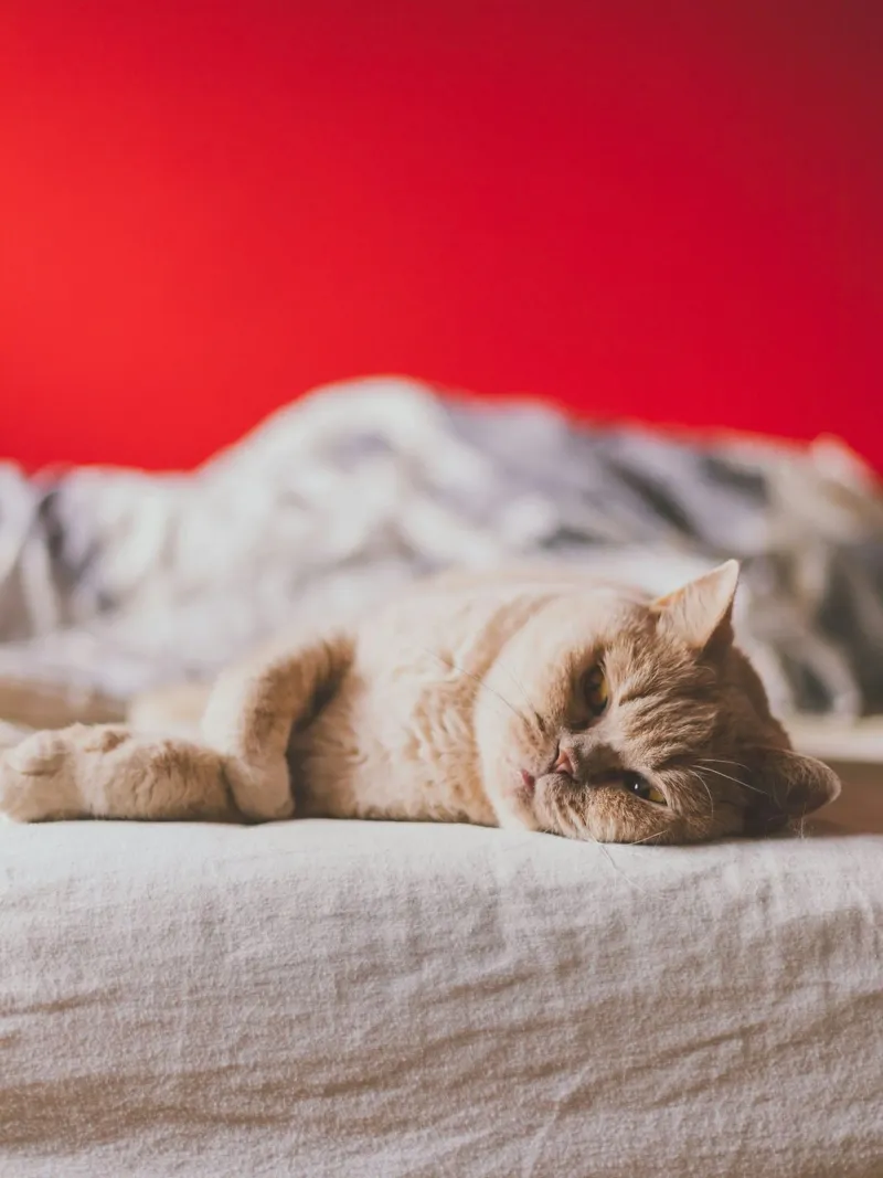 cat on bed pellicola backlit da feny