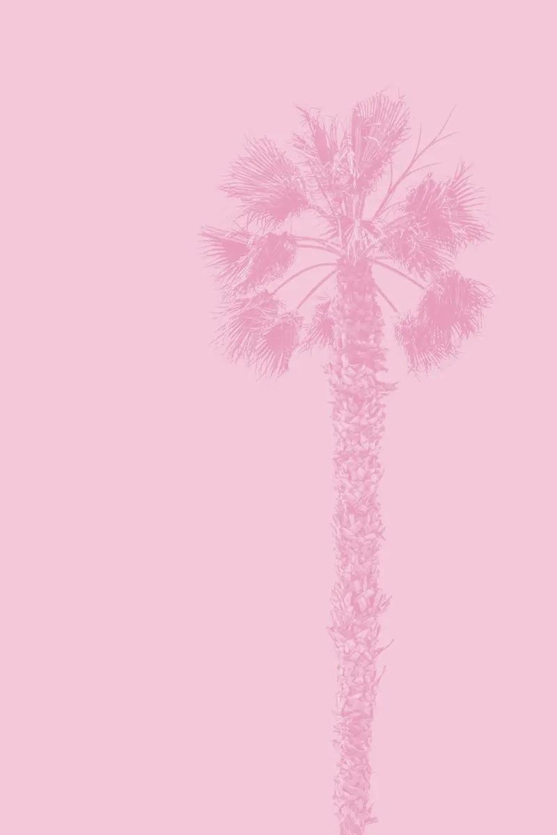 palm in pink tone pellicola backlit da feny