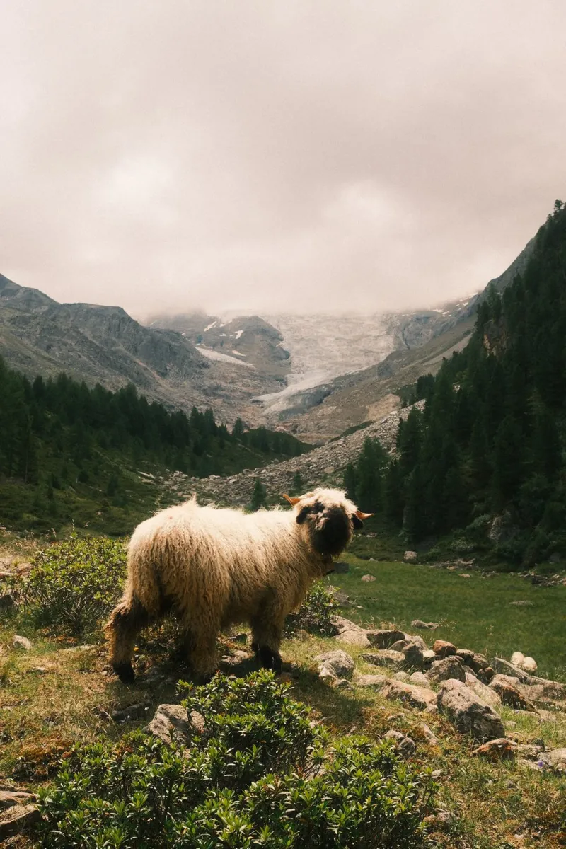 Mountain Sheep of Valais pellicola backlit da FujiSwiss