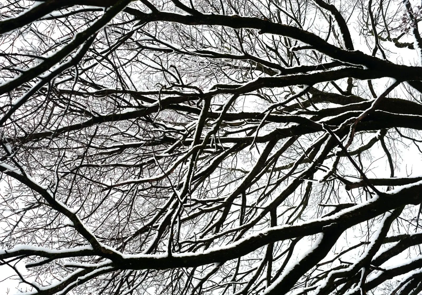 Dettagli sull'albero a Monaco pellicola backlit da Simon Koy