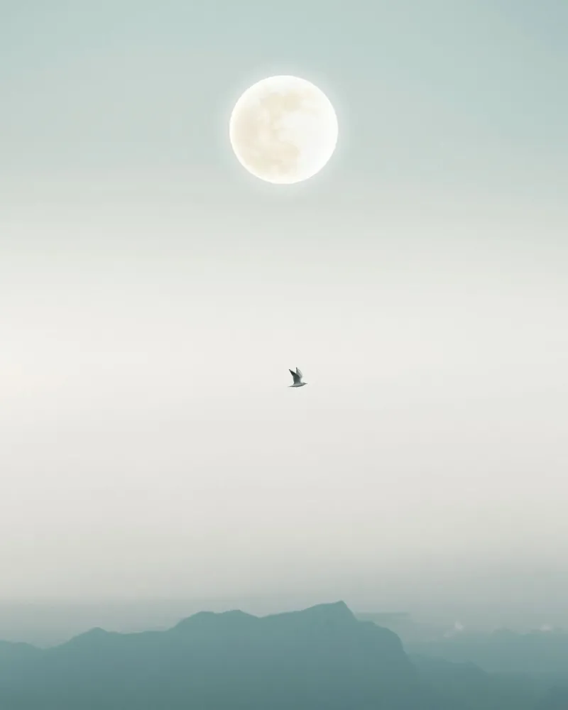 fly bird in sky moon pellicola backlit da Creaton