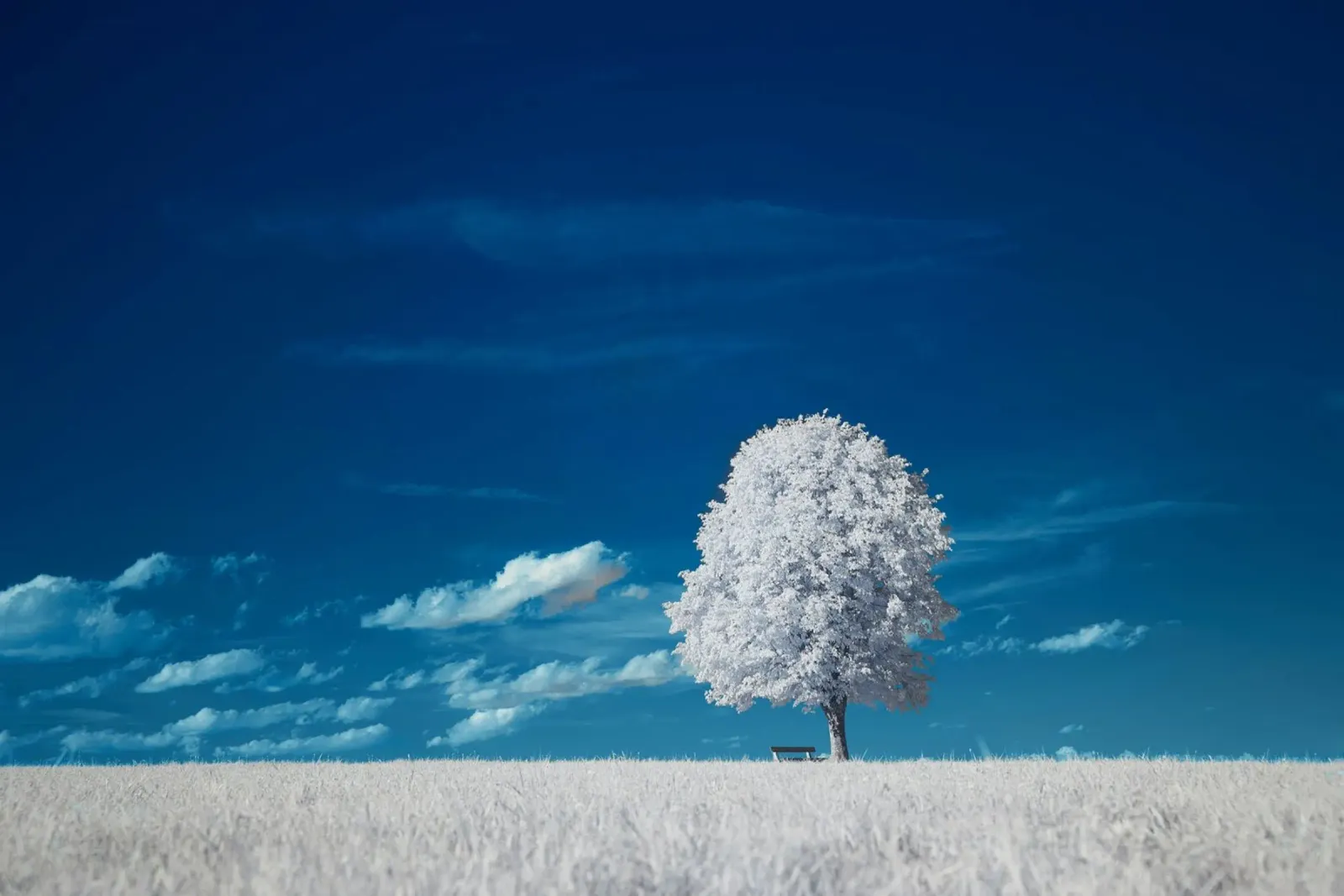 white field tree pellicola backlit da beney