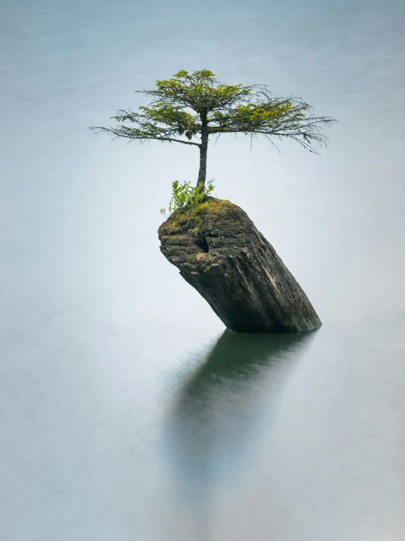 single tree on rock pellicola backlit da morgal