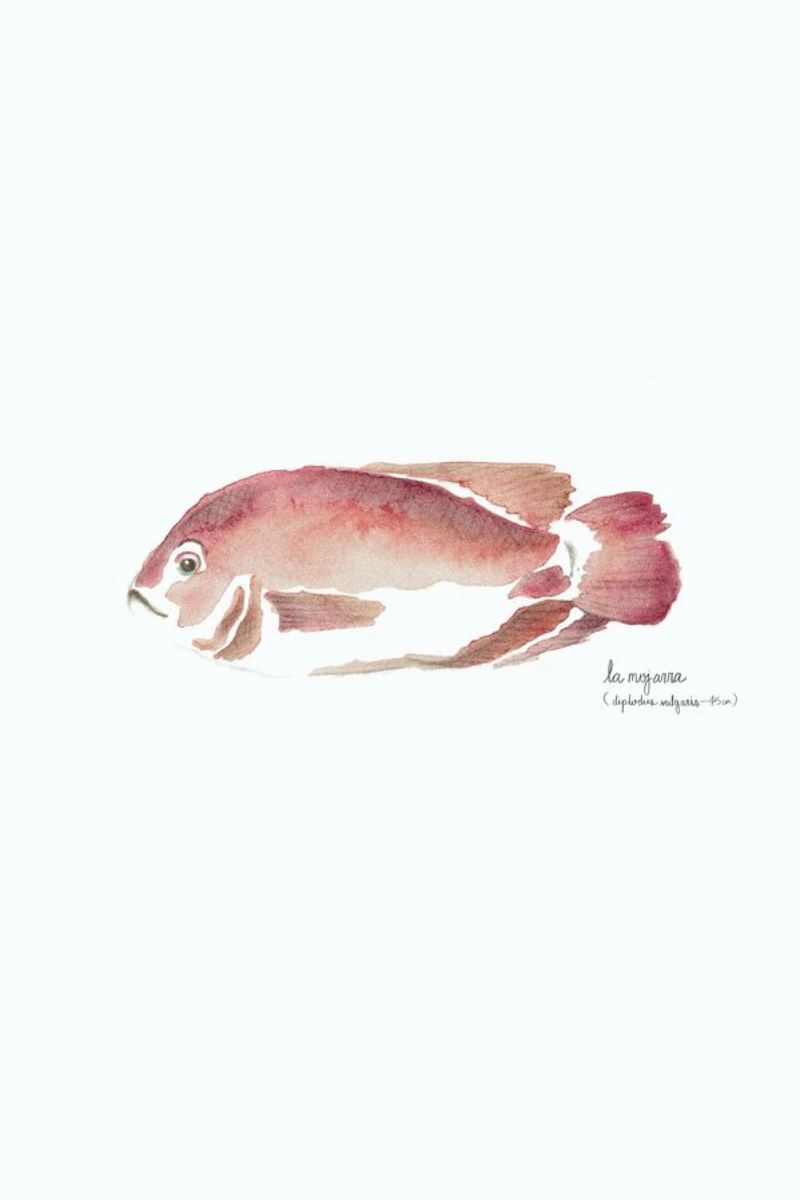 La Mojarra Roja ( red crappie) Poster von Sandra De Leon