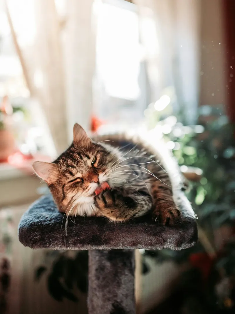 playful cat in house pellicola backlit da juli