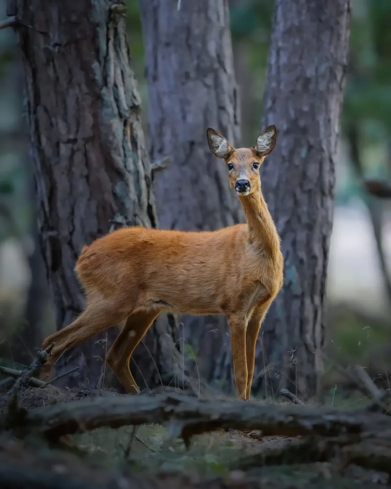 Femmina di capriolo pellicola backlit da Tom's Wildlife