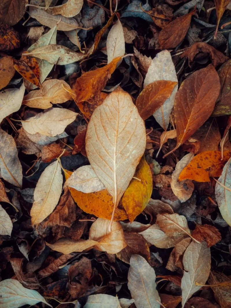 leaf autumn pellicola backlit da feny