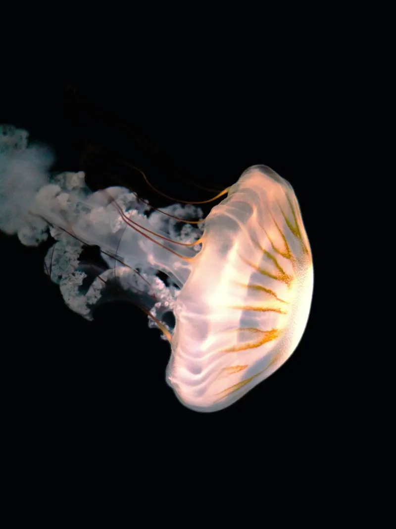 jellyfish in night pellicola backlit da feny