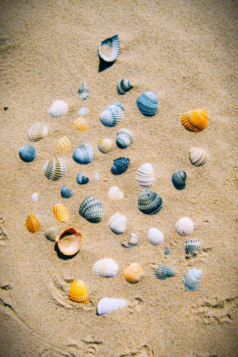 Shells on the sand – the ocean's eternal mark canvas by Nature's Palette