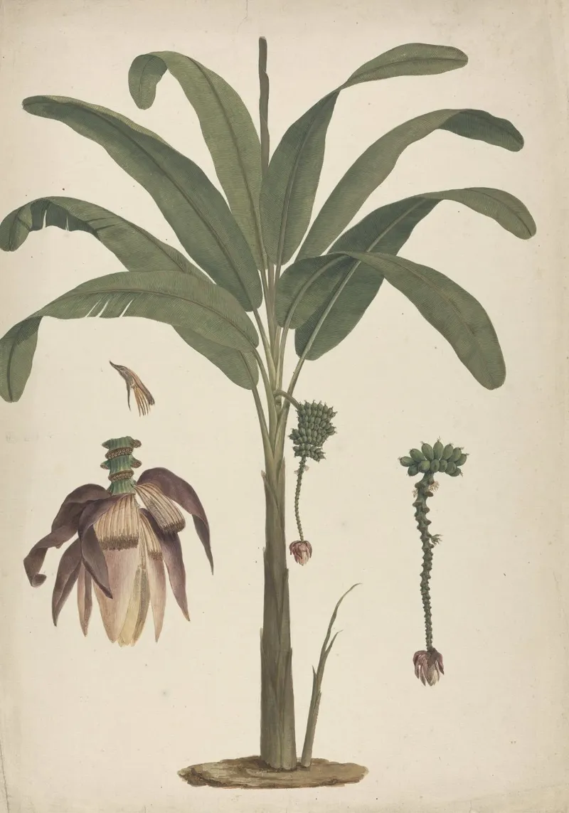 Musa x sapientum L. (Banana alluminio dibond da vintageshop