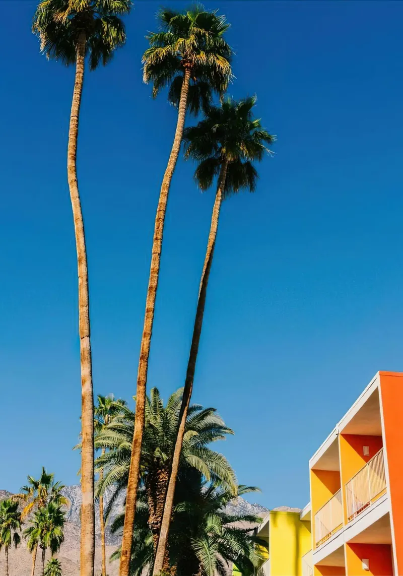 Palm Springs Vibes pellicola backlit da lennytravers