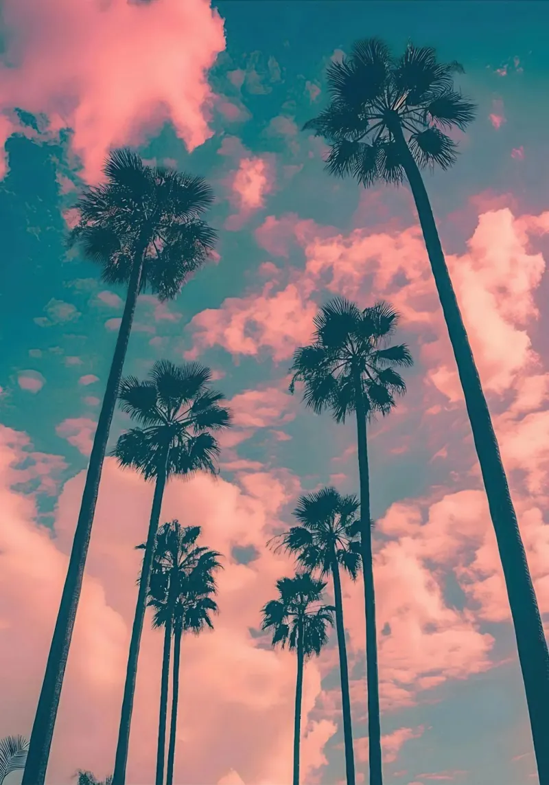 Pink Sky With Palm Trees pellicola backlit da Leonard Barreiro