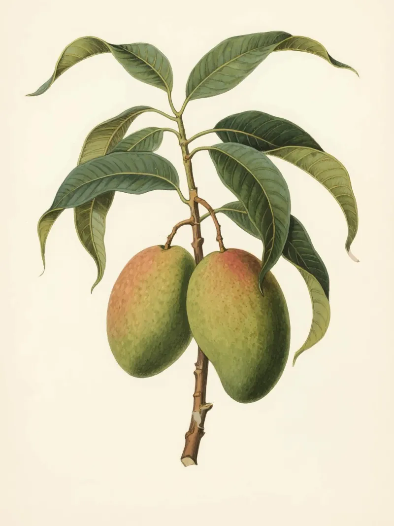 Pianta di mango pellicola backlit da knowledge