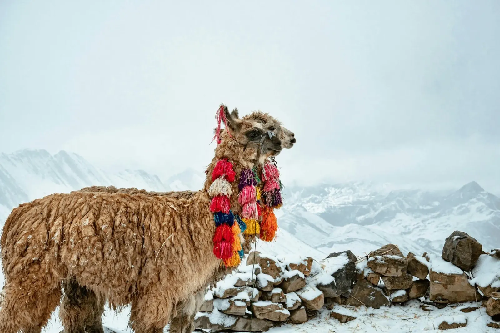 Alpaca in piedi su una montagna innevata alluminio dibond da The Herringstore
