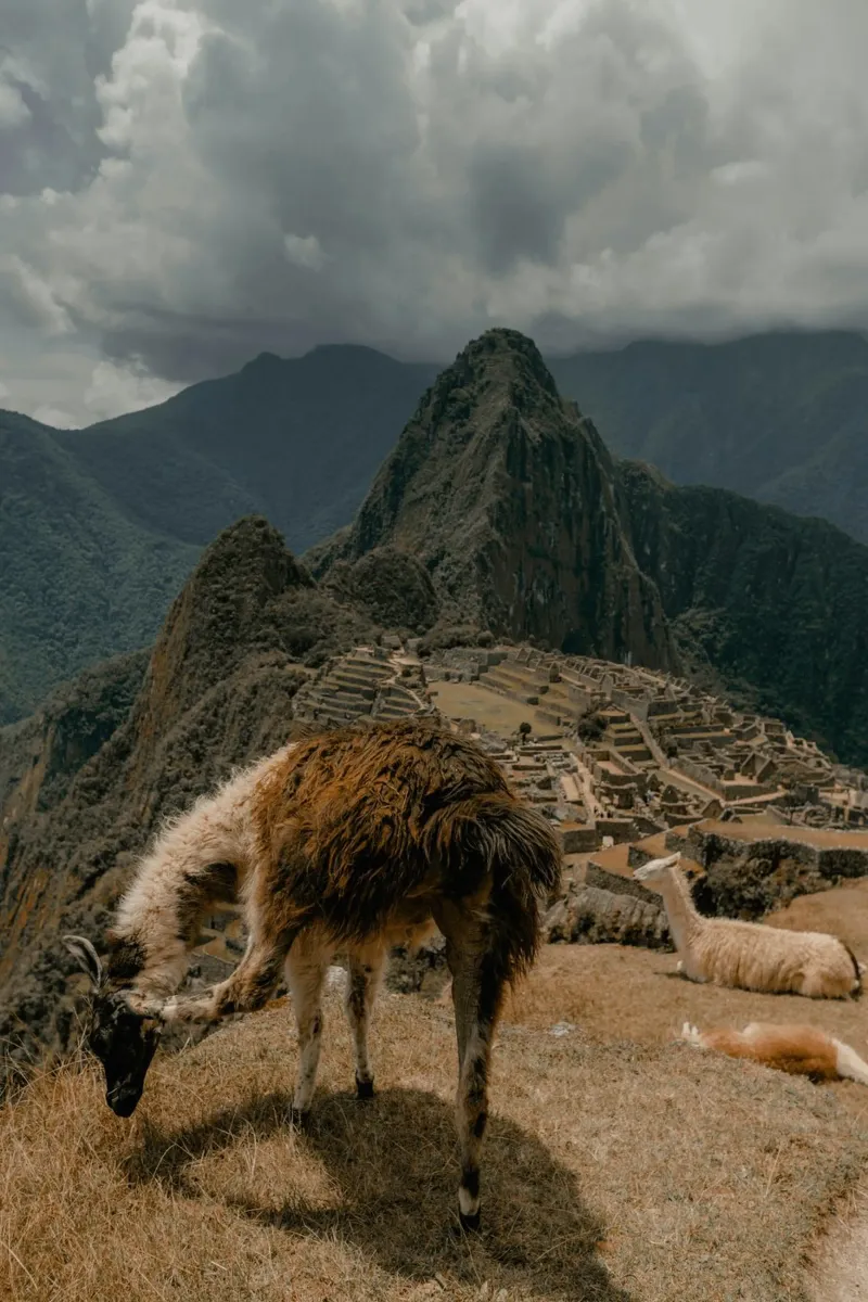 I lama al pascolo in primo piano a Machu Picchu alluminio dibond da The Herringstore