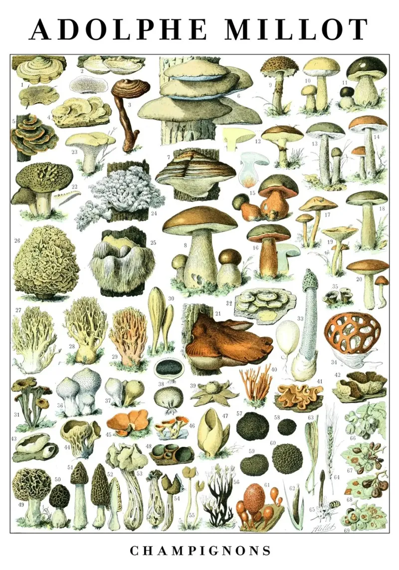 Funghi pellicola backlit da Julia Atelier
