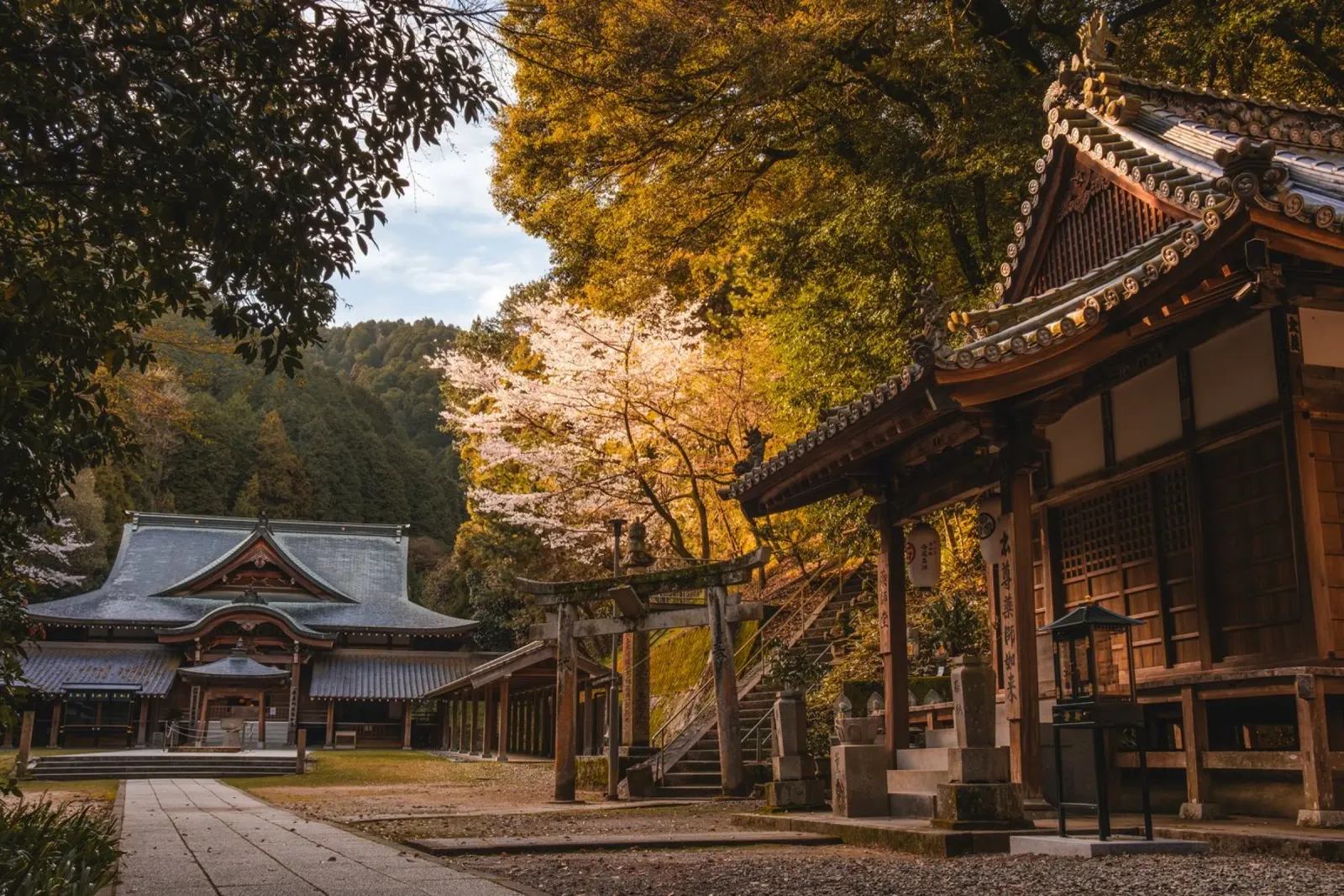 Tempio della foresta a Shikoku, Giappone pellicola backlit da Marcel Bisig