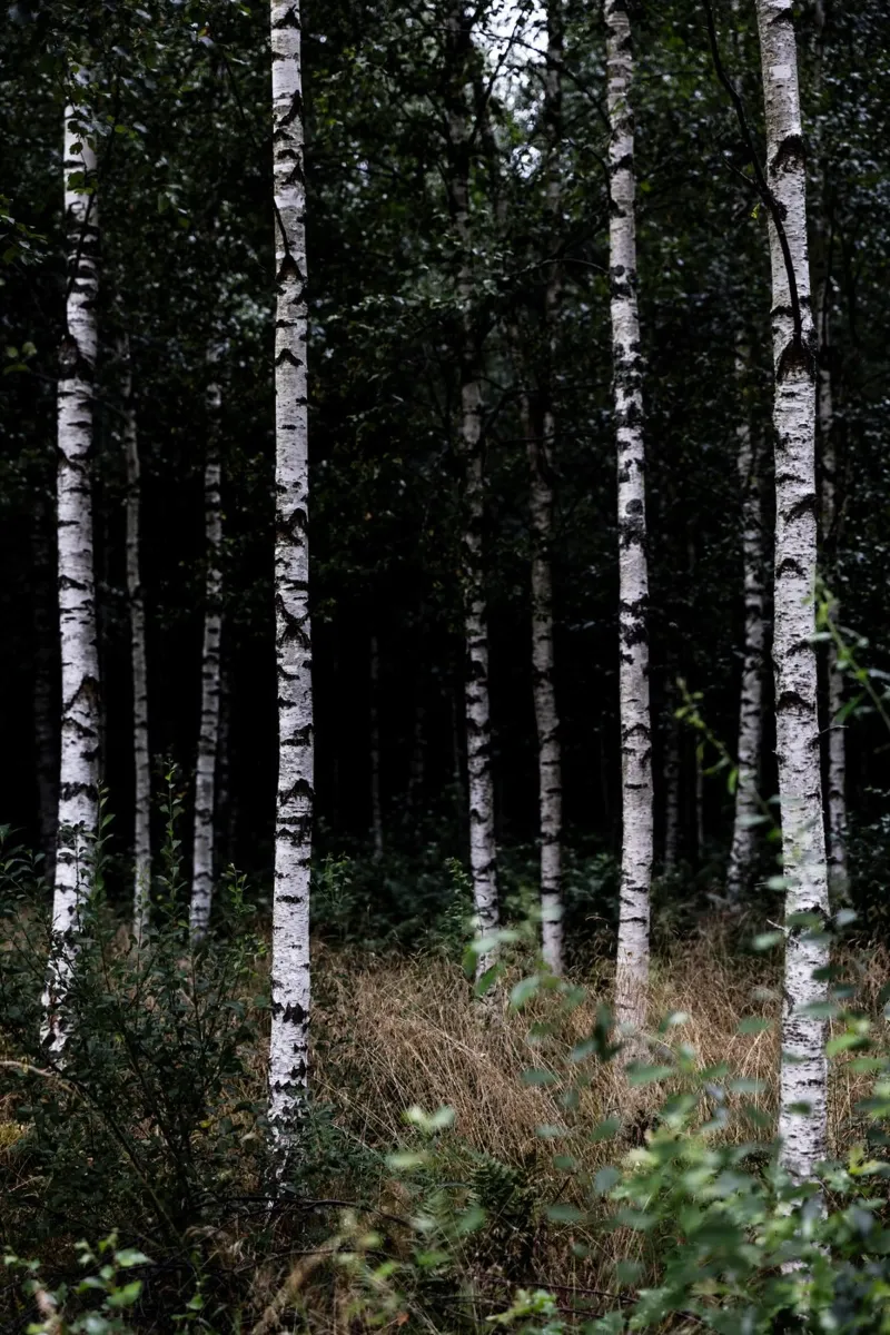Birch Trees 11 alluminio dibond da Mareike Böhmer Photography