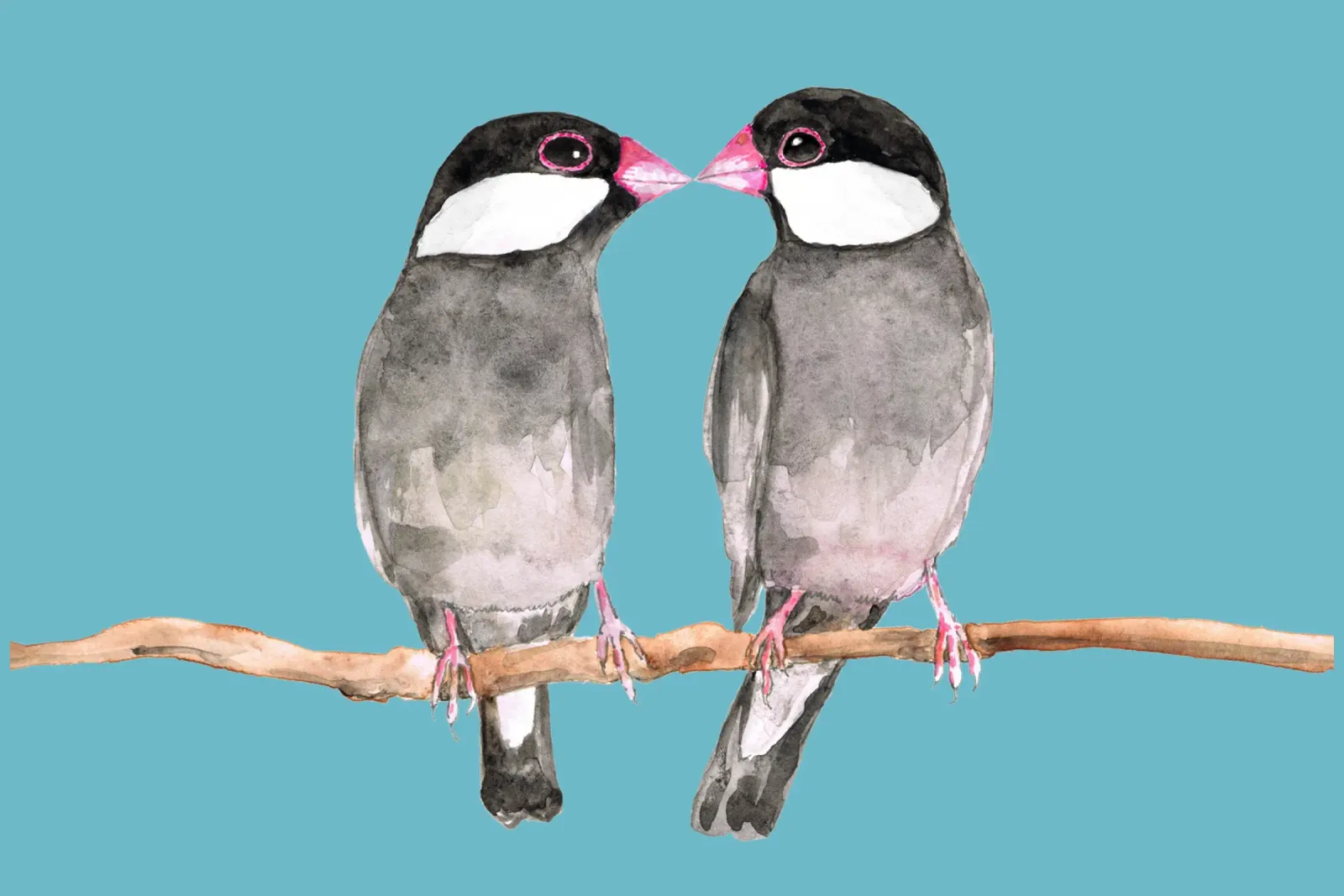 Two kissing Java sparrows canvas by BwiseLizzy