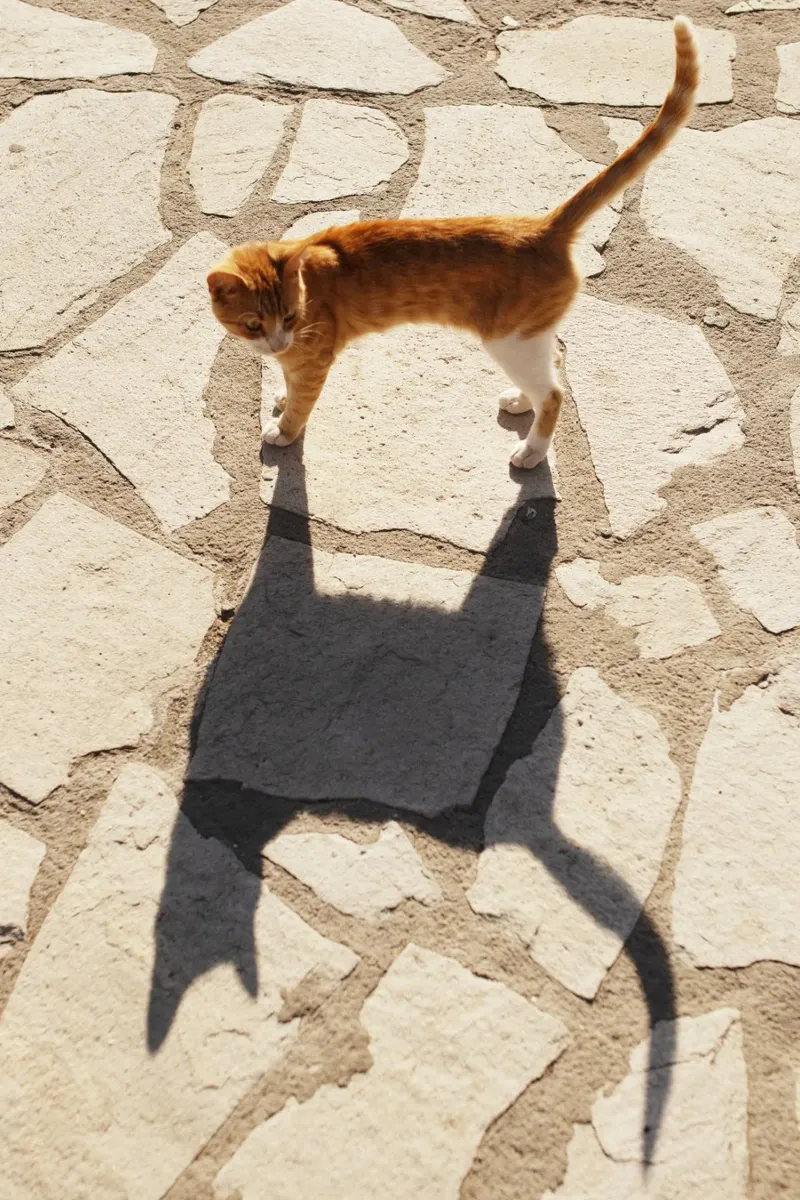 Gatto in Grecia pellicola backlit da Simon Koy