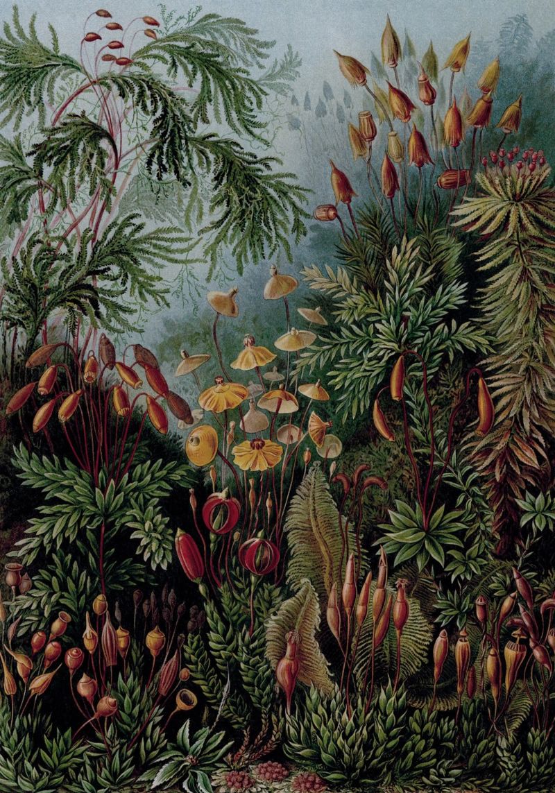 Vintage Haeckel 17 Tafel 72 Laubmoose poster de Vintage Print Collection