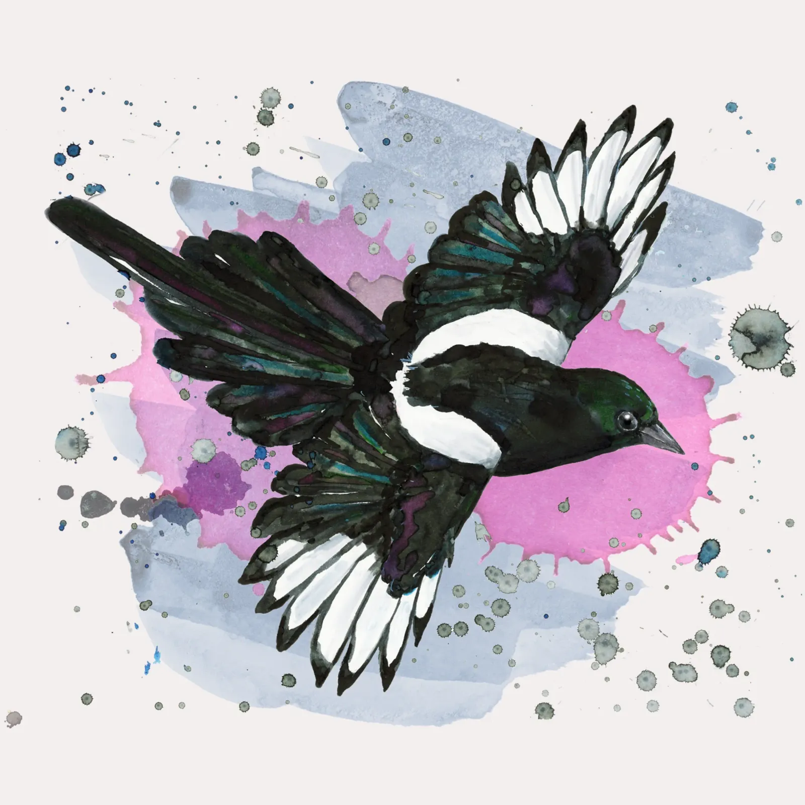 A watercolor drawing of a flying magpie acrylic glass by BwiseLizzy