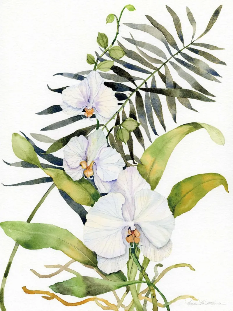 Phalaenopsis botaniche carta hahnemühle da Jennifer