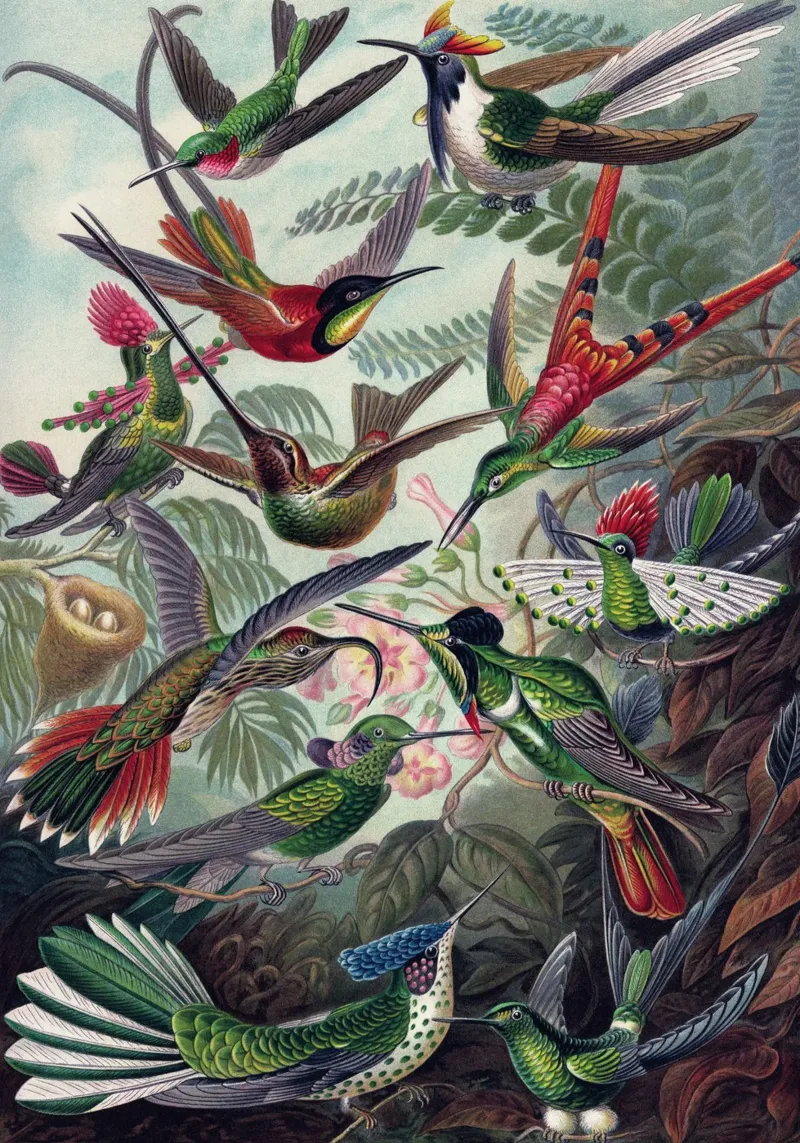 Vintage Haeckel 18 Tafel 99 Kolibris poster de Vintage Print Collection