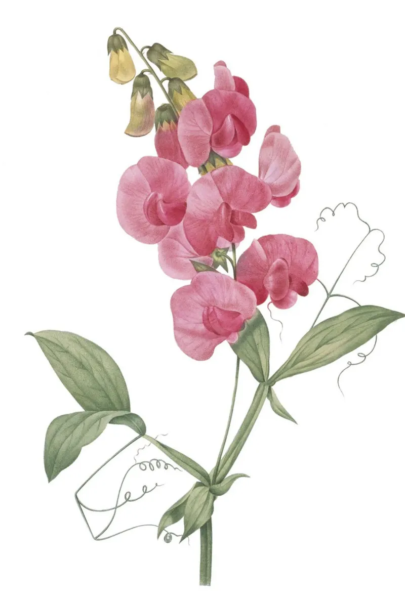 Lathyrus latifolius tela da Jennifer