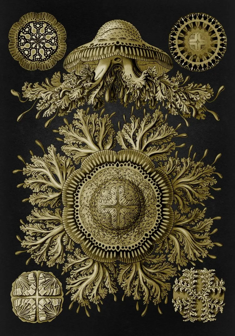 Vintage Haeckel 19 Tafel 28 Scheibenquallen hahnemühle by Vintage Print Collection